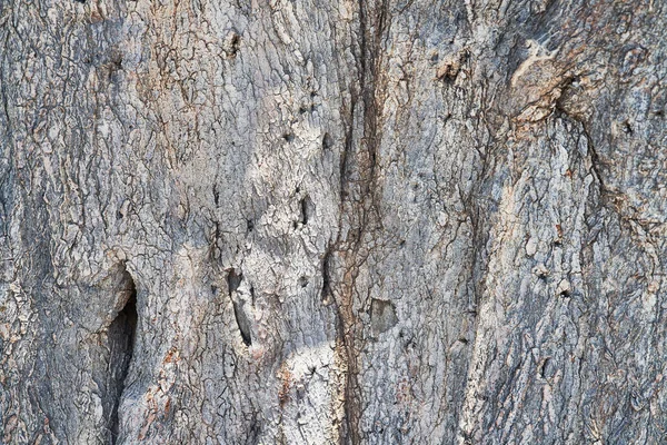 Beautiful Tree Bark Texture Image — Stock Photo, Image