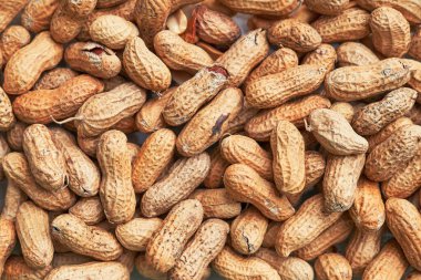 Sağlıklı kavrulmuş soyulmamış fıstık. Kahverengi fındık dokusu