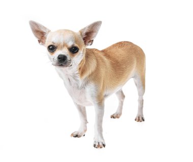 Güzel ve sevimli beyaz ve kahverengi Meksika chihuahua köpeği izole edilmiş arka planda. Saf minyatür chihuahua köpek yavrusunun stüdyo çekimi..