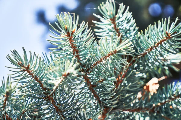 美しいトウヒの木のイメージ — ストック写真