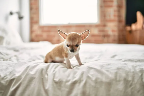 Hermoso Cachorro Chihuahua Pequeño Pie Cama Curioso Feliz Lindo Perro —  Fotos de Stock