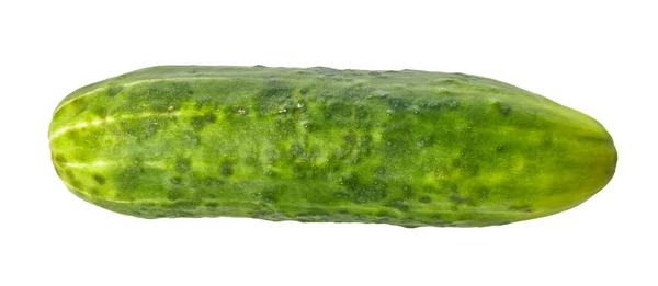Één Komkommer Geïsoleerd Een Witte Achtergrond — Stockfoto