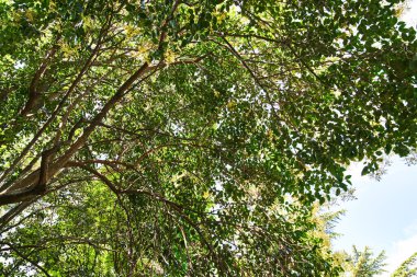 Güzel ağaç dış görünümü