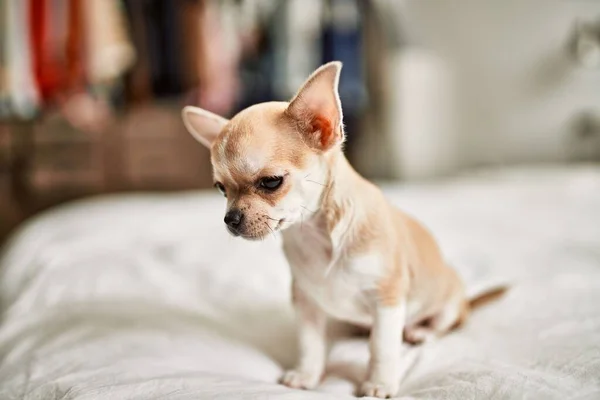 美しい小さなChihuahua子犬のベッドの上に立って好奇心と幸せ 自宅で健康かわいい赤ちゃん犬 — ストック写真