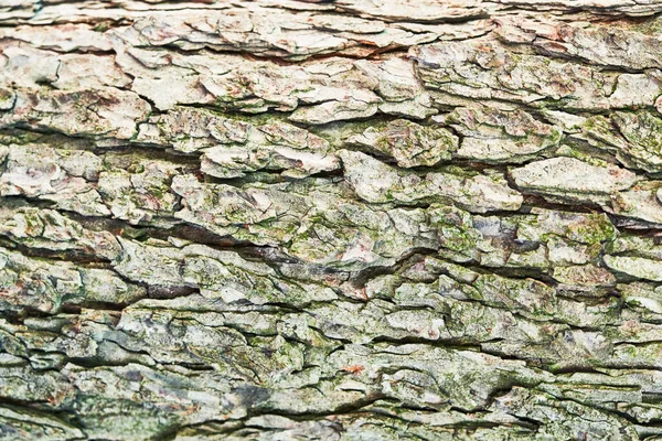 Güzel Ağaç Kabuğu Dokusu Resmi — Stok fotoğraf