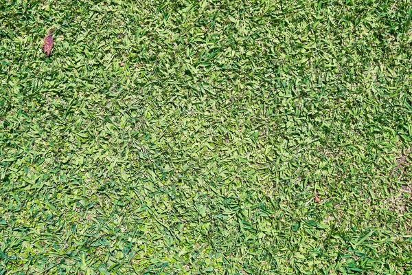 Красивая Текстура Травы — стоковое фото