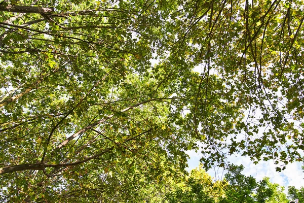 Schöner Baum Freien Bild — Stockfoto