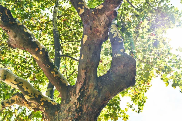 Schöner Baum Freien Bild — Stockfoto