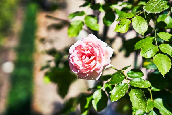 Güzel Açık Hava Görüntüsü — Stok fotoğraf