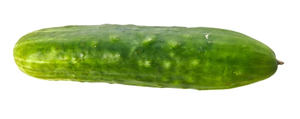 Único Pepino Isolado Fundo Branco — Fotografia de Stock