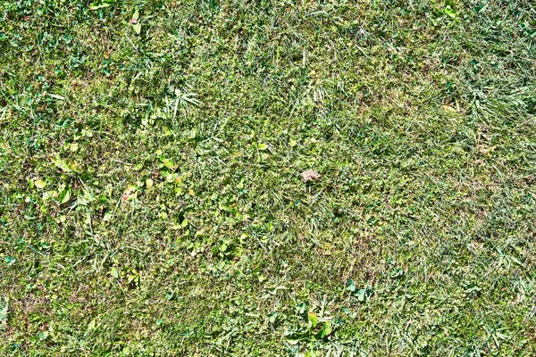 Beautiful Grass Texture Image — Stock Photo, Image