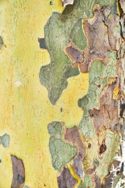 Güzel ağaç kabuğu dokusu resmi