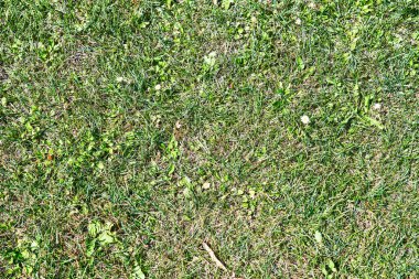 Güzel çimen desenli resim