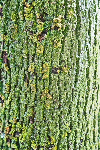 美しい木の樹皮のテクスチャ画像 — ストック写真