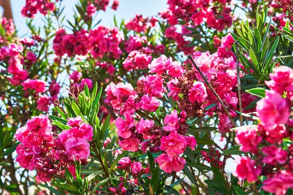 Vacker Oleander Blommor Bild — Stockfoto