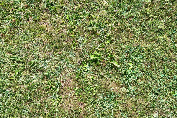 Schönes Gras Textur Bild — Stockfoto