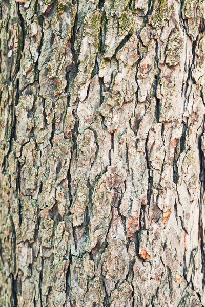 Beautiful Tree Bark Texture Image — Stock Photo, Image
