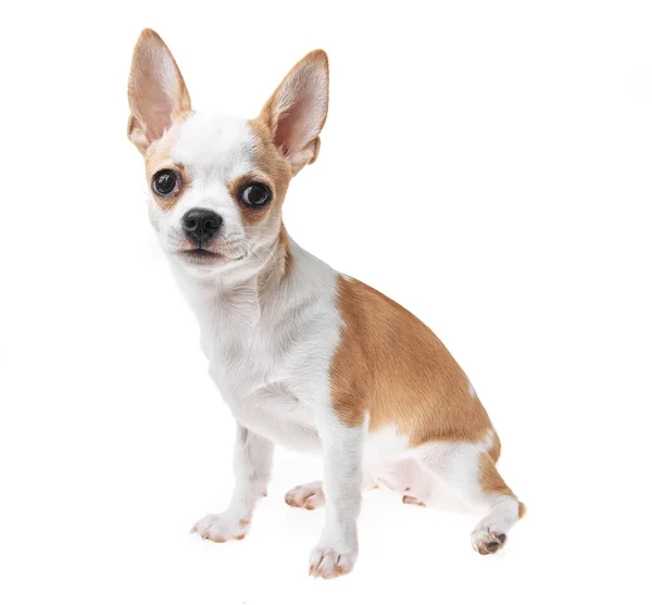Hermoso Lindo Perro Chihuahua Mexicano Blanco Marrón Sobre Fondo Aislado — Foto de Stock