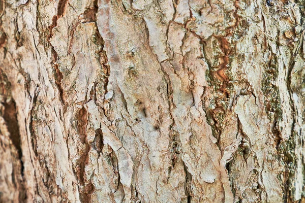 Beautiful Tree Bark Texture Image — Stock Photo, Image