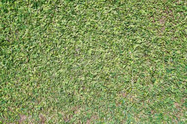 Güzel çimen desenli resim