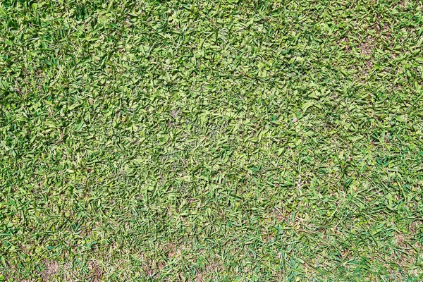 美しい草のテクスチャ画像 — ストック写真