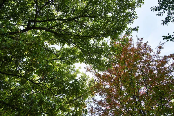 Hermoso Árbol Imagen Aire Libre — Foto de Stock