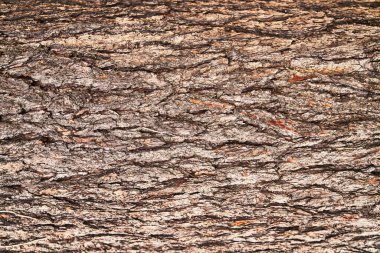 Güzel ağaç kabuğu dokusu resmi