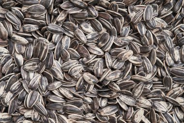 Güzel ayçekirdeği görüntüsü