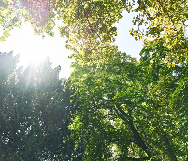 Güzel ağaç dış görünümü