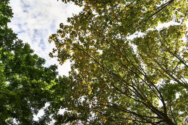 Schöner Baum Freien Bild — Stockfoto