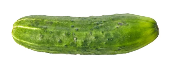 Único Pepino Isolado Fundo Branco — Fotografia de Stock