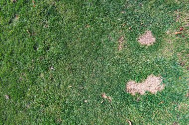 Güzel çimen desenli resim