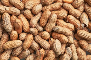 Sağlıklı kavrulmuş soyulmamış fıstık. Kahverengi fındık dokusu