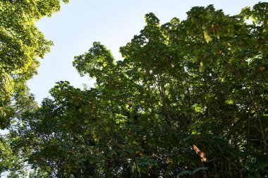 Güzel ağaç dış görünümü