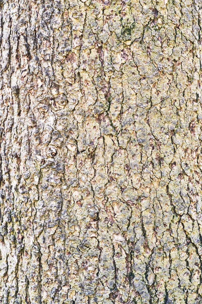 美しい木の樹皮のテクスチャ画像 — ストック写真