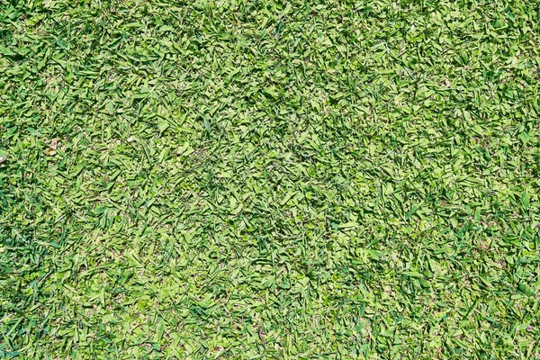 Beautiful Grass Texture Image Stock Image
