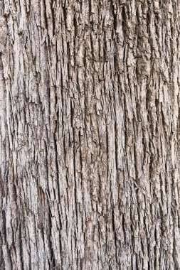  ağaç kabuğu dokusu, doğal arkaplan 
