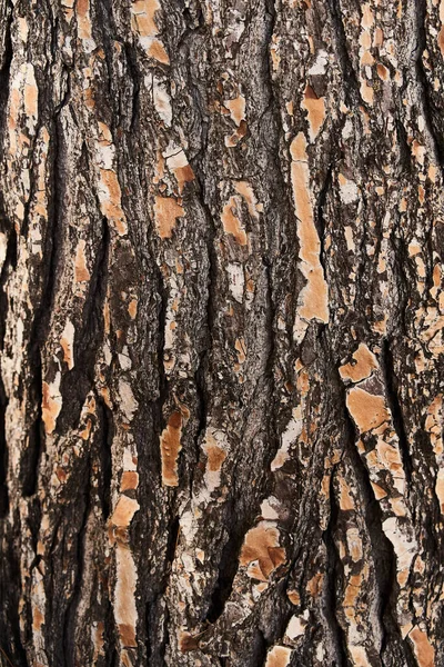 Ağaç Kabuğu Dokusu Doğal Arkaplan — Stok fotoğraf