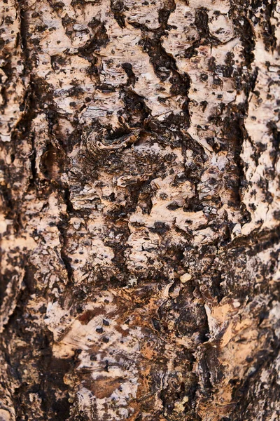 木の樹皮の質感自然背景 — ストック写真