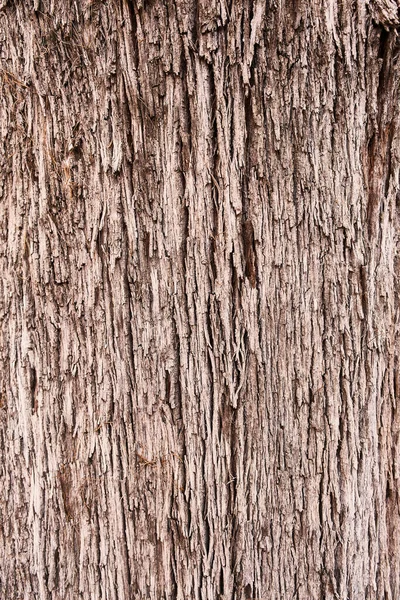 Albero Corteccia Texture Sfondo Naturale — Foto Stock