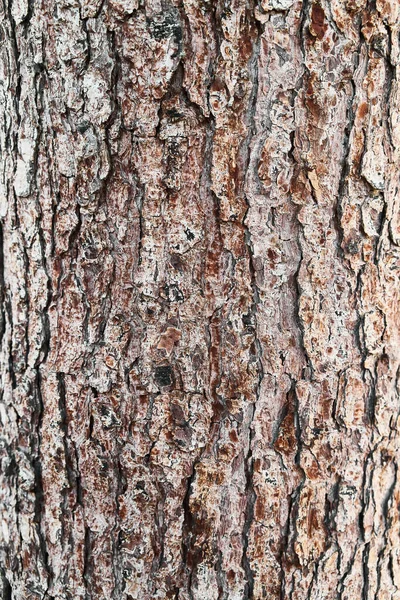 树皮纹理 自然背景 — 图库照片