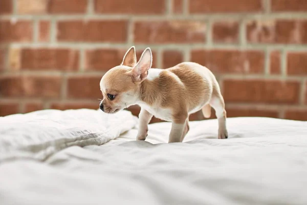 Schöne Kleine Chihuahua Welpen Stehen Auf Dem Bett Neugierig Und — Stockfoto