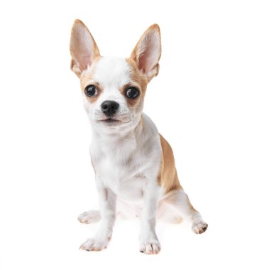 Güzel ve sevimli beyaz ve kahverengi Meksika chihuahua köpeği izole edilmiş arka planda. Saf minyatür chihuahua köpek yavrusunun stüdyo çekimi..