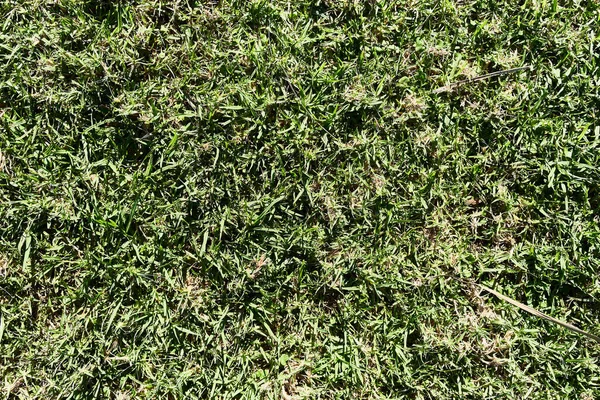 Green Grass Texture Background Closeup — стоковое фото