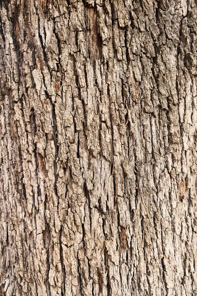 Albero Corteccia Texture Sfondo Naturale — Foto Stock