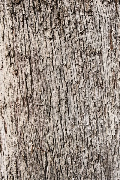 Textura Corteza Árbol Fondo Natural — Foto de Stock