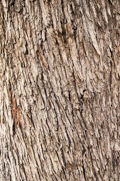  ağaç kabuğu dokusu, doğal arkaplan 