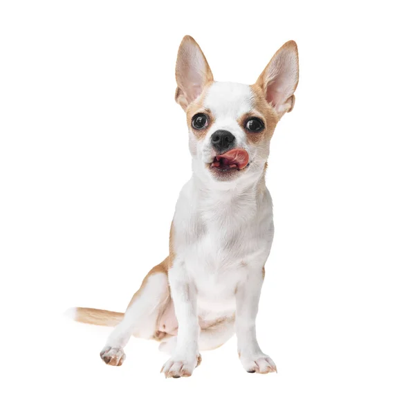 Beautiful Cute White Brown Mexican Chihuahua Dog Isolated Background Studio — Stock Photo, Image