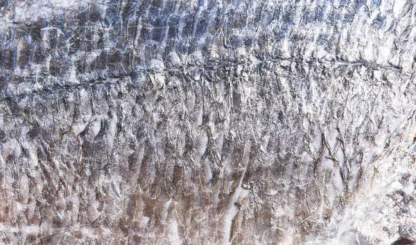 鱼类纹理的灰皮 — 图库照片