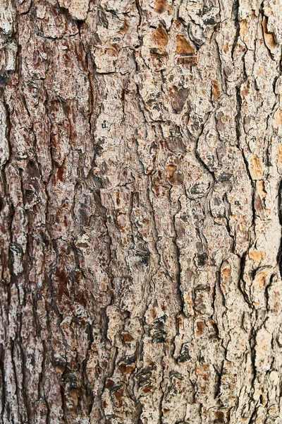 Baumrinde Textur Natürlicher Hintergrund — Stockfoto